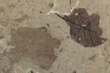 Fossil Leaf (Betula) Plate - McAbee Fossil Beds, BC #224906-2